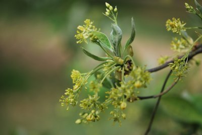 Sassafras albidum-safras lékařský - květenství